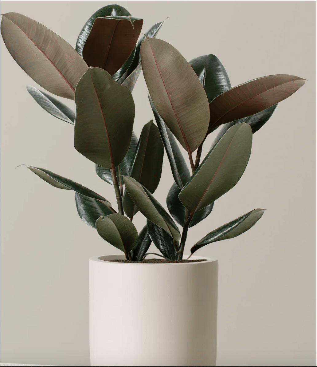 Burgundy Rubber Plant in cream pot